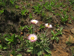 Helichrysum ecklonis