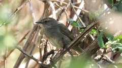 Bradypterus barratti