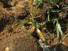 Anthacanthae