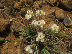 Helichrysum chionosphaerum