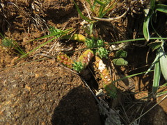 Anthacanthae