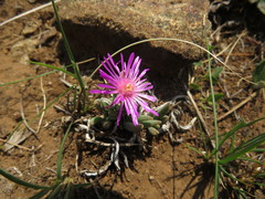 Delosperma basuticum