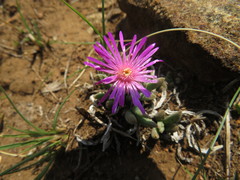 Delosperma basuticum