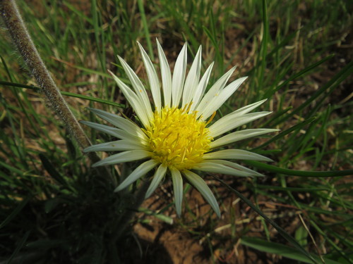 Image of Roessleria armerioides by (c) James Deacon, some rights reserved (CC BY-SA)