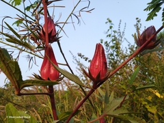 Hibiscus sabdariffa