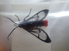 Phoenicoprocta vacillans