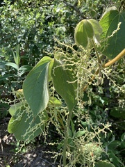 Dioscorea dregeana