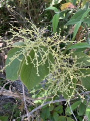 Dioscorea dregeana