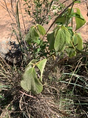 Dioscorea dregeana