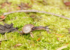 Austrorhytida glaciamans