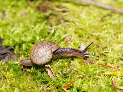 Austrorhytida glaciamans
