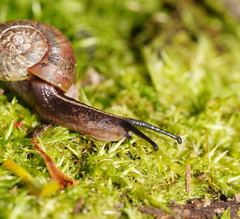 Austrorhytida glaciamans