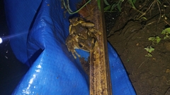 Polypedates leucomystax