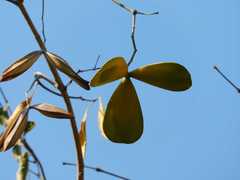 Pristimera longipetiolata