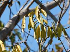 Pristimera longipetiolata