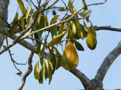 Pristimera longipetiolata