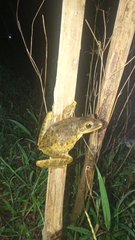 Polypedates leucomystax