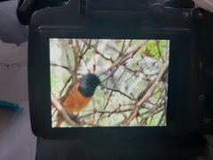 Phoenicurus ochruros