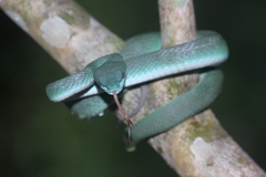 Trimeresurus insularis