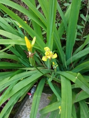 Trimezia steyermarkii