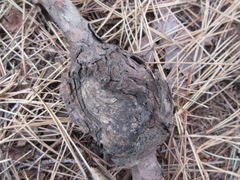 Cronartium orientale