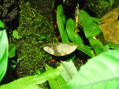 Oxyrhopus petolarius