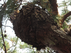 Cronartium orientale