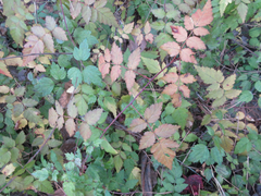 Rubus pungens oldhamii