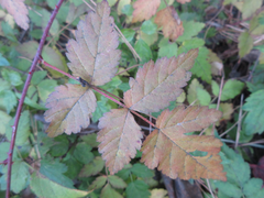 Rubus pungens oldhamii