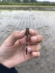 Orthetrum sabina