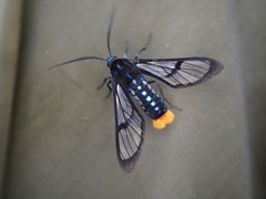 Phoenicoprocta vacillans