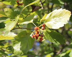 Karpatiosorbus latifolia