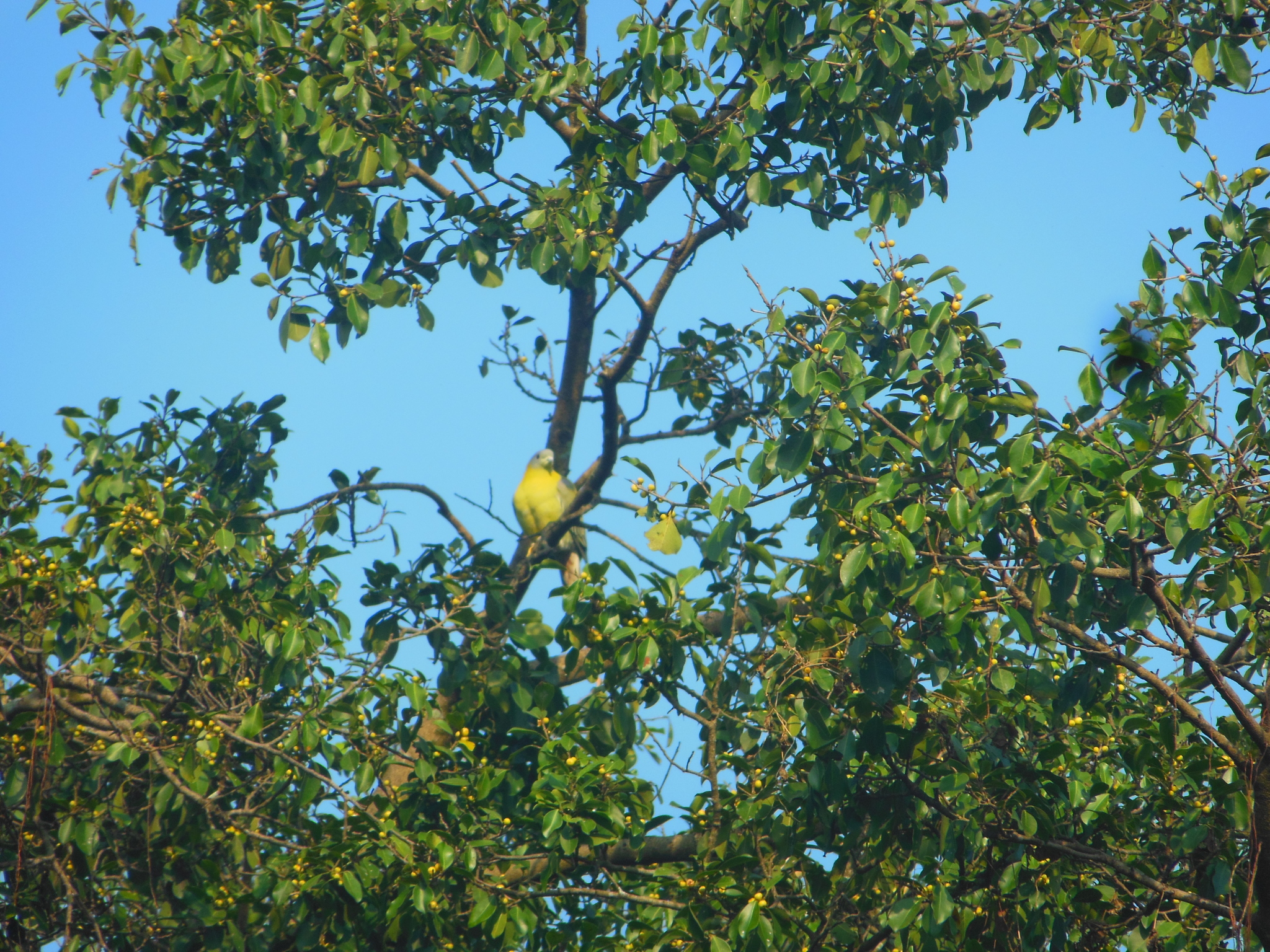 Yellow-footed Green Pigeon