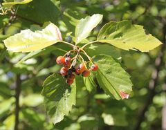 Karpatiosorbus latifolia