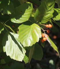 Karpatiosorbus latifolia