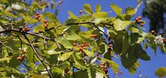Karpatiosorbus latifolia