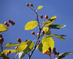 Karpatiosorbus latifolia