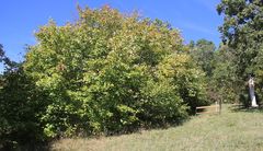 Karpatiosorbus latifolia