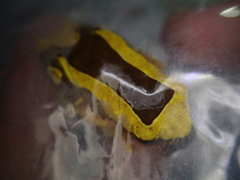 Dendropsophus leucophyllatus