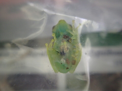 Centrolenidae
