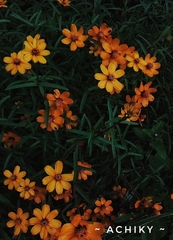Tagetes lemmonii