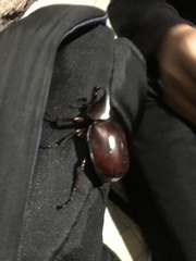 Xylotrupes gideon gideon