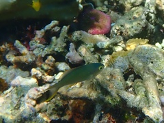 Pseudanthias huchtii