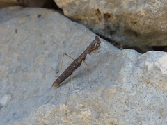 Geomantis larvoides