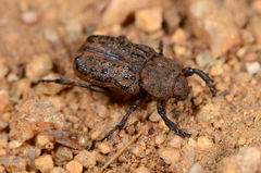 Scaptobius parrianus