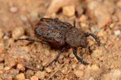 Scaptobius parrianus