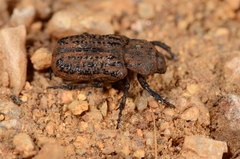 Scaptobius parrianus