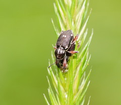 Aoplocnemis rufipes