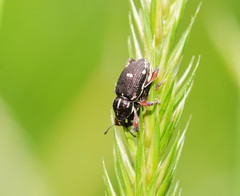 Aoplocnemis rufipes