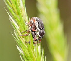 Aoplocnemis rufipes